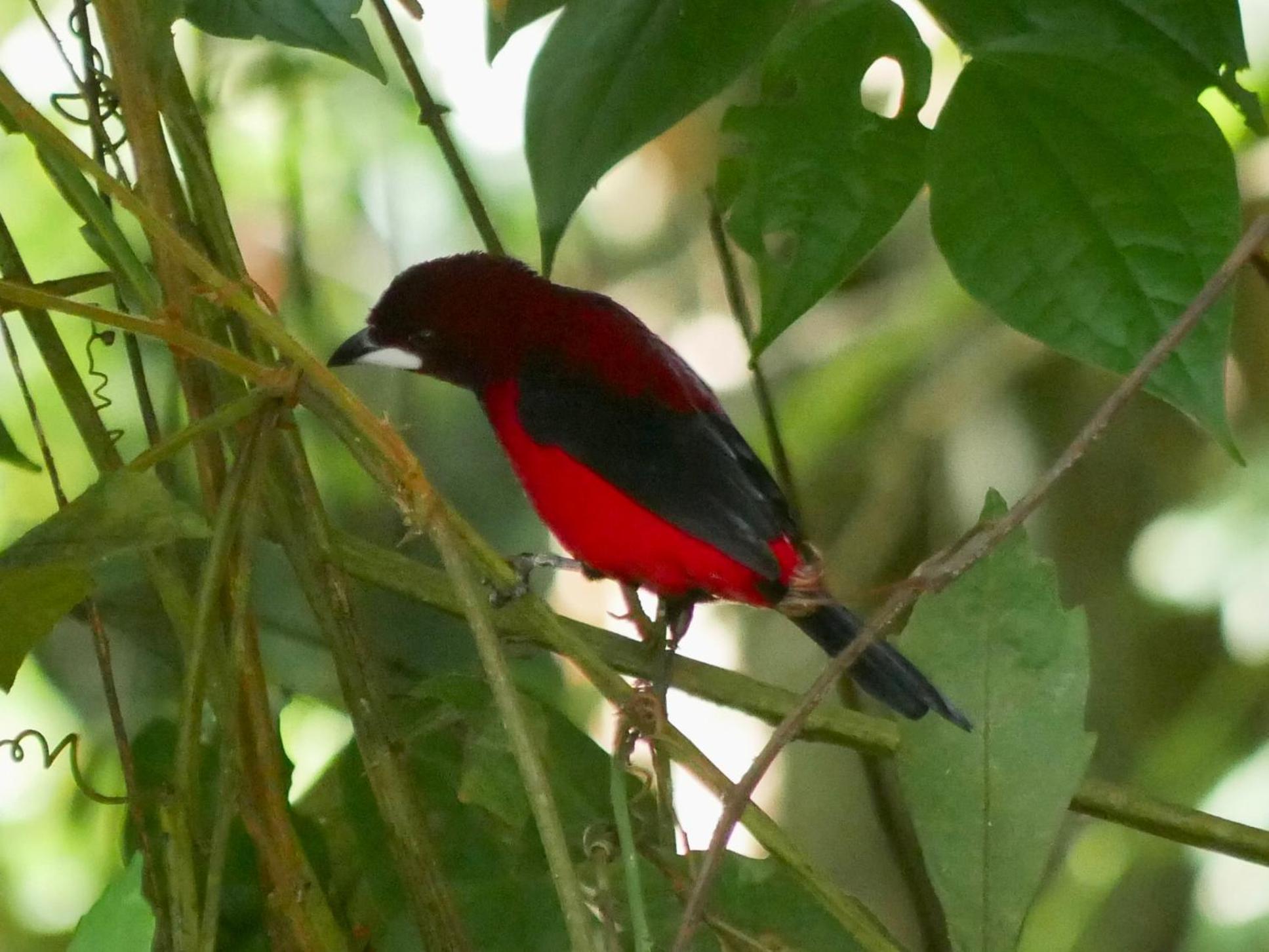 La Cima Tayrona 호텔 산타마르타 외부 사진